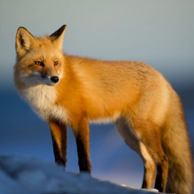 a fox