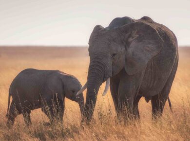 elephants in a corn field